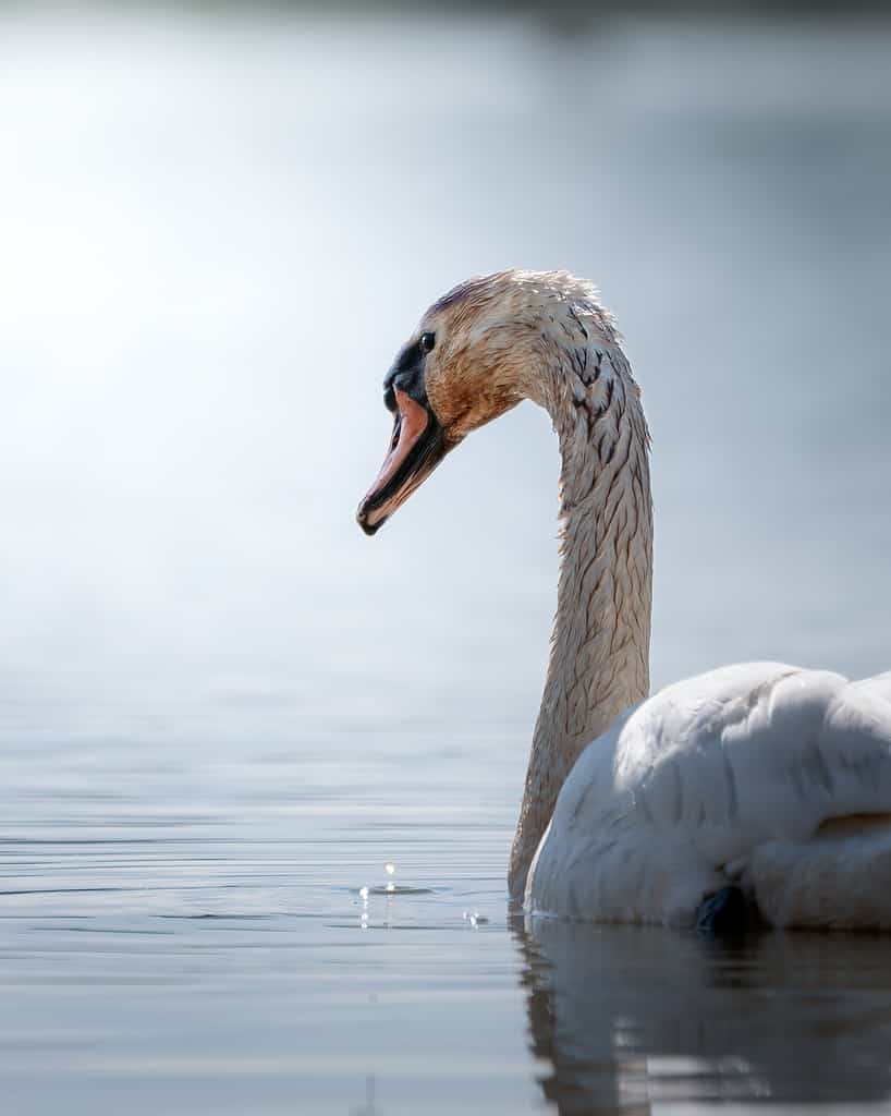 white swan floating in a lake