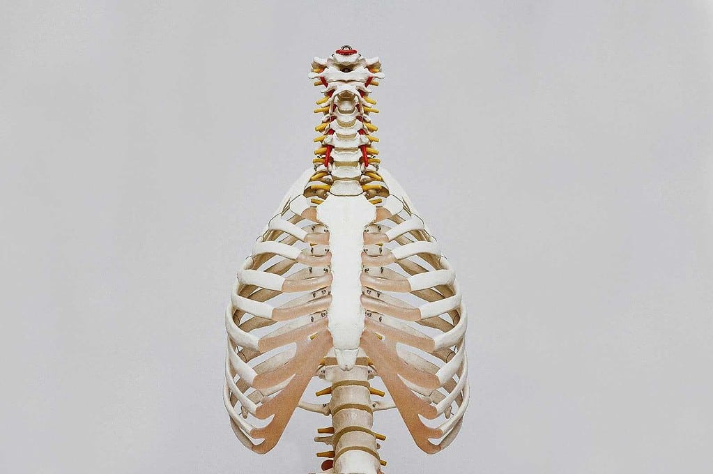 Skeletal version of a ribcage