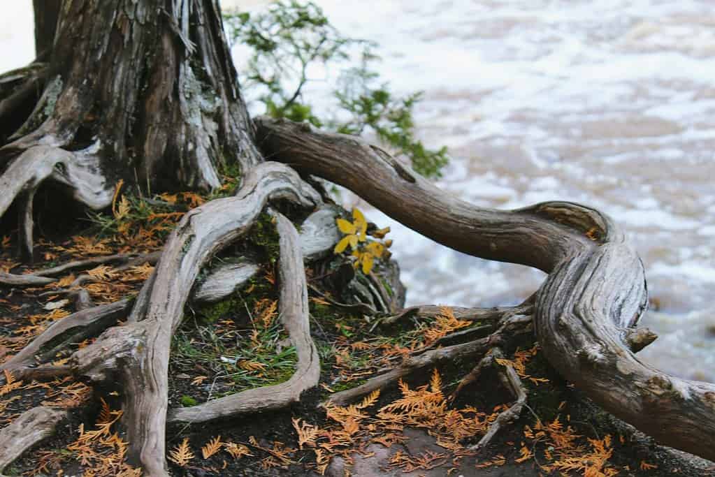 Base of a tree with branches