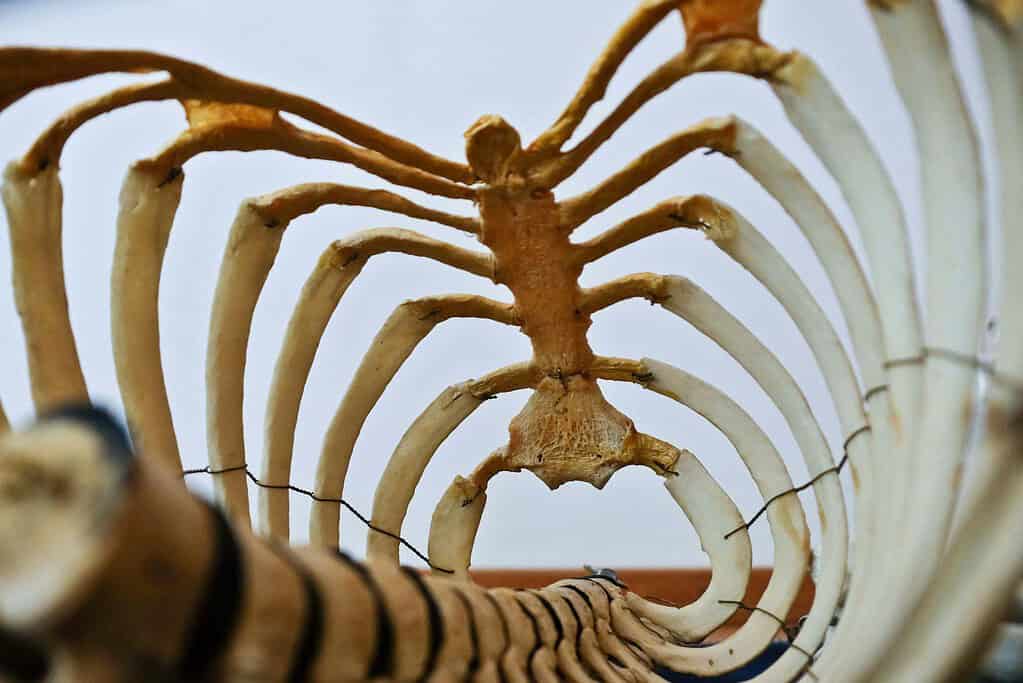 Skeleton of the ribs and spinal cord