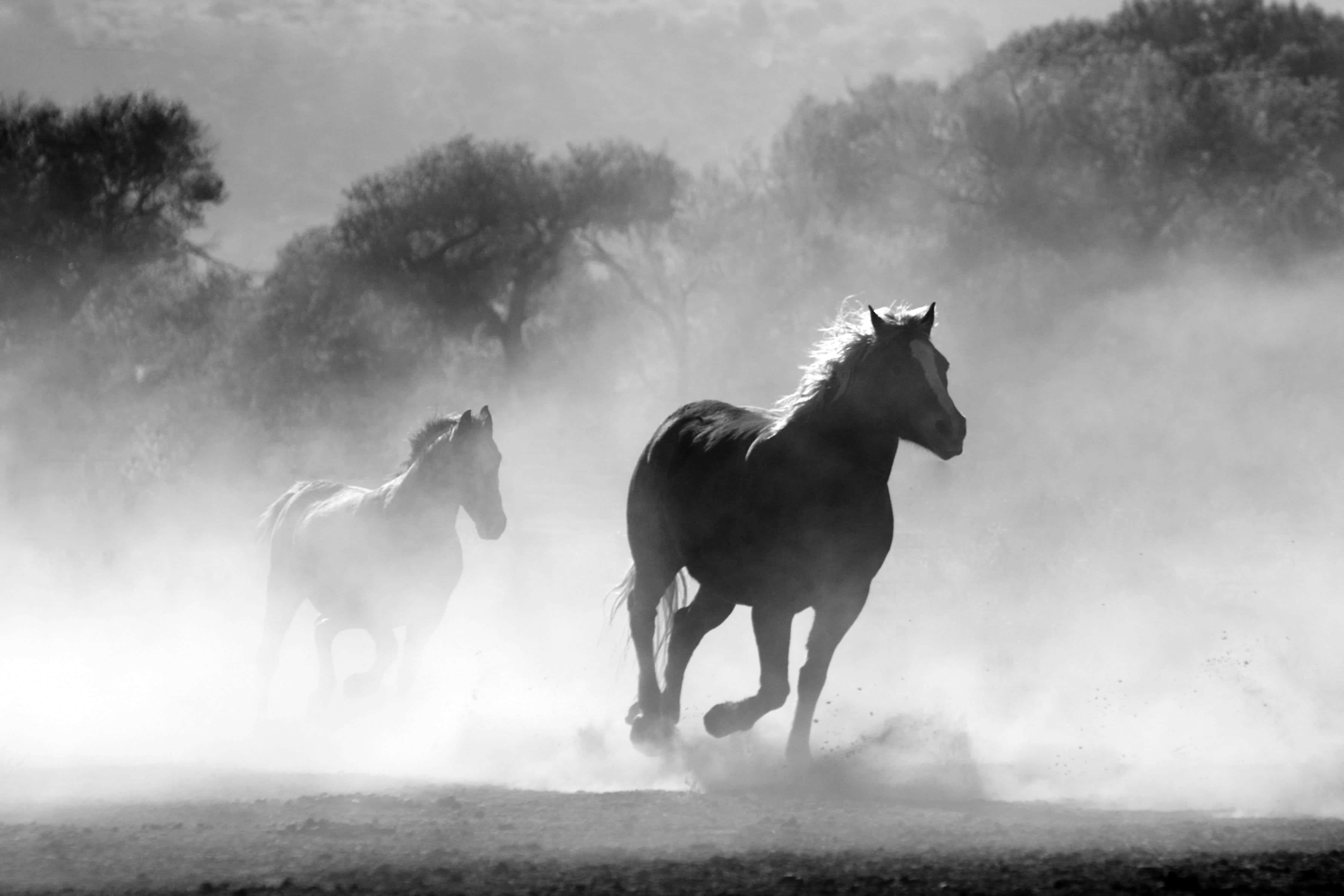 Horses galloping